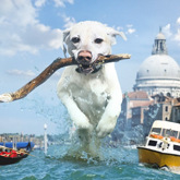 How to Creation a Fun Giant Pooch Photo Manipulation in Photoshop